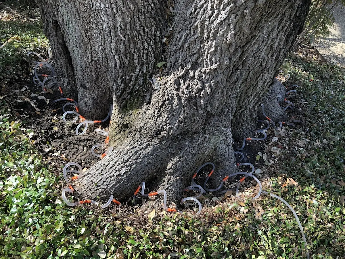 Detailed Tree Cabling and Bracing job site in Collins